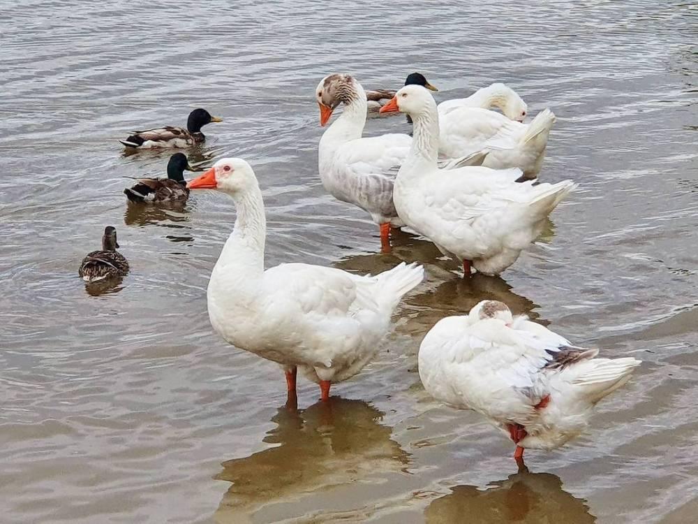 Photographe animalier près de Saint-Jean-De-Braye