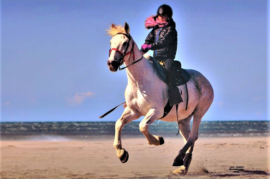 cheval en mouvement
